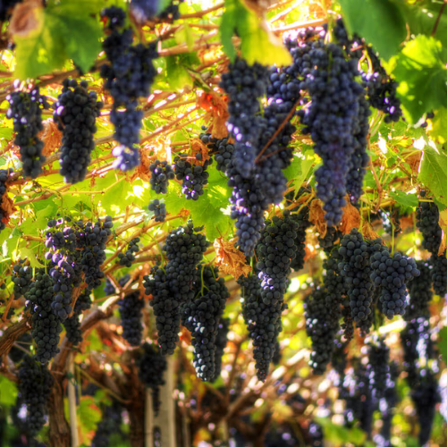 Serenata Red Blend Wine Land of Venice 12X75cl 11%Vol.