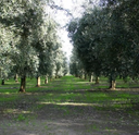 "ALTANUM" 500ml Superior Category Olive Oil PGI Calabria EVOO